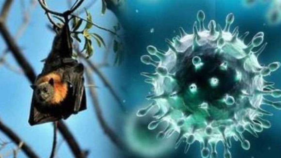 Nipah virus Vaccine : নিপাহ ভাইরাসের টিকা তৈরিতে বাংলাদেশেই গবেষণা হবে - The Bengali Times