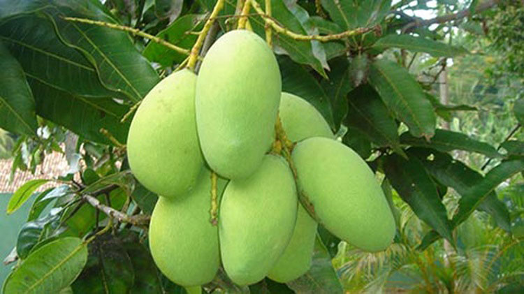 কাঁচা আমের কত গুণ! - the Bengali Times