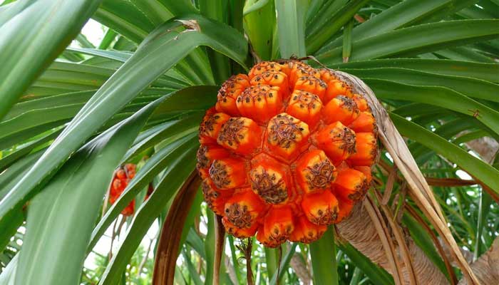 ভবিষ্যতে যেসব খাবার খাবে মানুষ - the Bengali Times