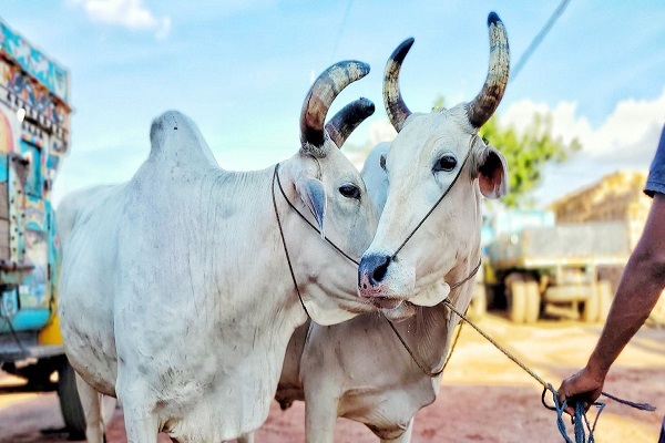কোরবানির পশুর চামড়া নিয়ে যা বলেছেন বিশ্বনবী - the Bengali Times