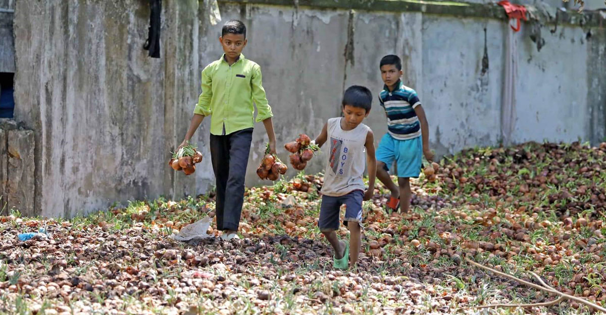 টিসিবির জন্য আনা ২০০ টন পেঁয়াজ পচা, দুর্গন্ধে টেকা দায় - the Bengali Times