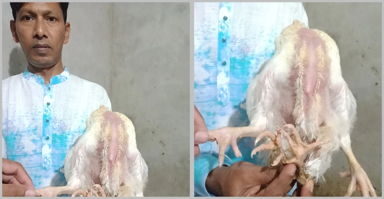 নারায়ণগঞ্জে এক মুরগির চার পা, এলাকায় চাঞ্চল্য - the Bengali Times