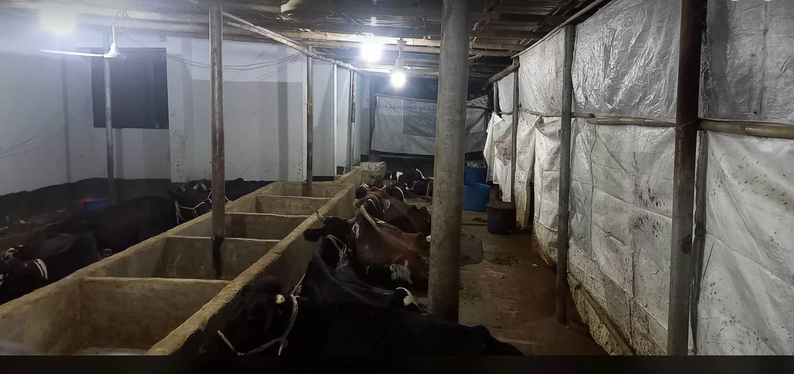 কক্সবাজার জেল সুপারের ১৭ গরু দেখাশোনায় দু’কারারক্ষী, ৮ সিলিং ফ্যান - the Bengali Times কক্সবাজার জেল সুপারের ১৭ গরু দেখাশোনায় দু’কারারক্ষী, ৮ সিলিং ফ্যান - the Bengali Times