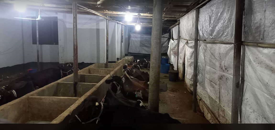 কক্সবাজার জেল সুপারের ১৭ গরু দেখাশোনায় দু’কারারক্ষী, ৮ সিলিং ফ্যান - the Bengali Times