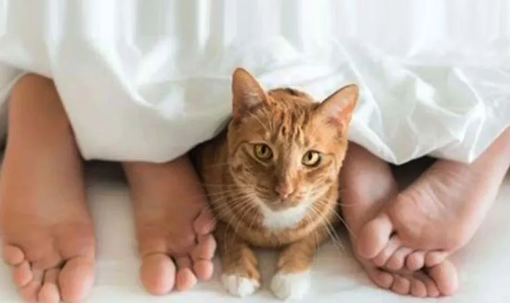 বাসর রাতে বিড়াল মারা বলতে কি বুঝায়