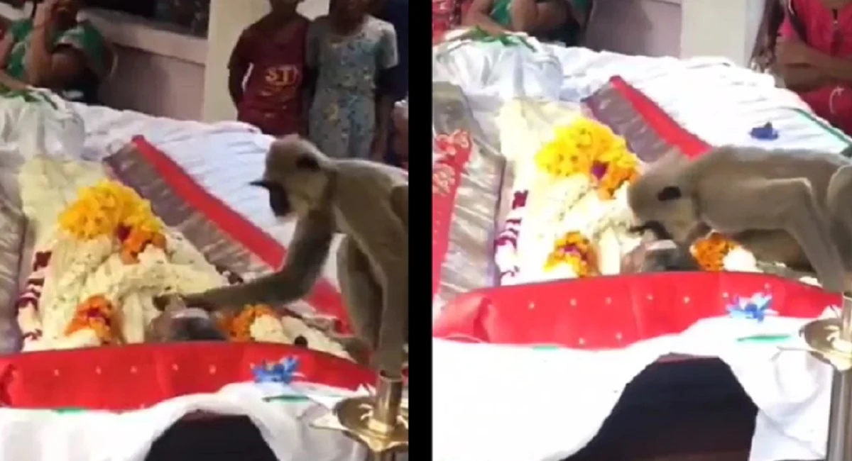 বন্ধুকে শেষ বিদায় জানিয়ে চুম্বনে ভরিয়ে দিলো হনুমান, ভিডিও ভাইরাল - the Bengali Times বন্ধুকে শেষ বিদায় জানিয়ে চুম্বনে ভরিয়ে দিলো হনুমান, ভিডিও ভাইরাল - the Bengali Times