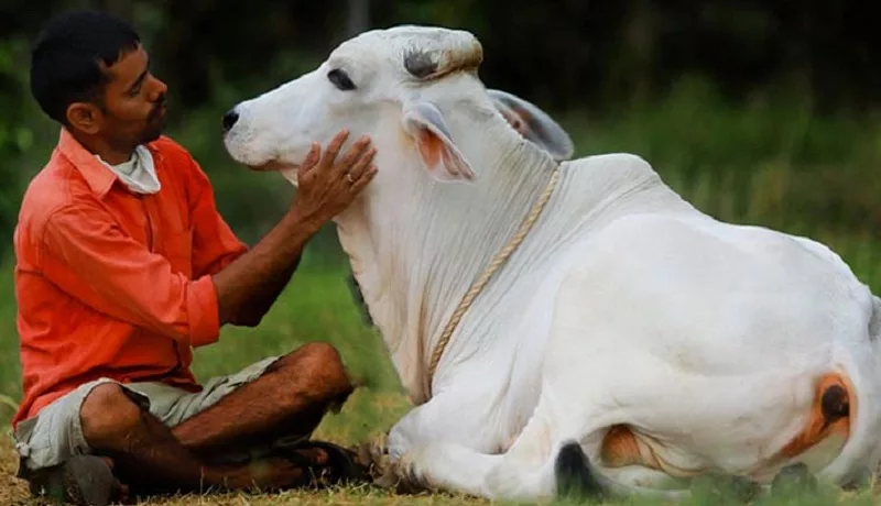 ভালোবাসা দিবসে গরুকে জড়িয়ে ধরতে ভারতে নোটিশ জারি - the Bengali Times
