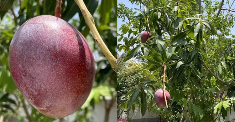 ছবি শেয়ার করাই কাল, চুরি গেলো বিশ্বের ‘সবচেয়ে দামি’ আম - the Bengali Times