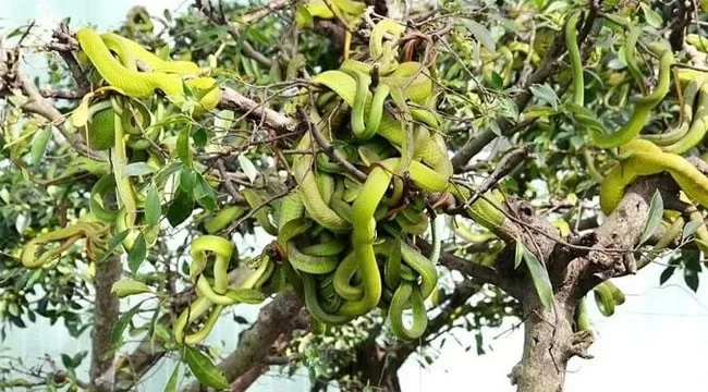 ফুল কিংবা ফল নয়, গাছে ঝুলছে শত শত বিষধর সাপ! - the Bengali Times