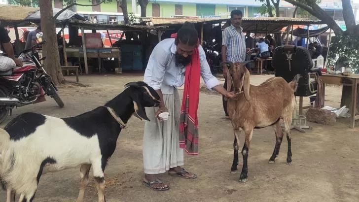 ছাগলের তিনবেলা খাবারের তালিকায় চা! - the Bengali Times