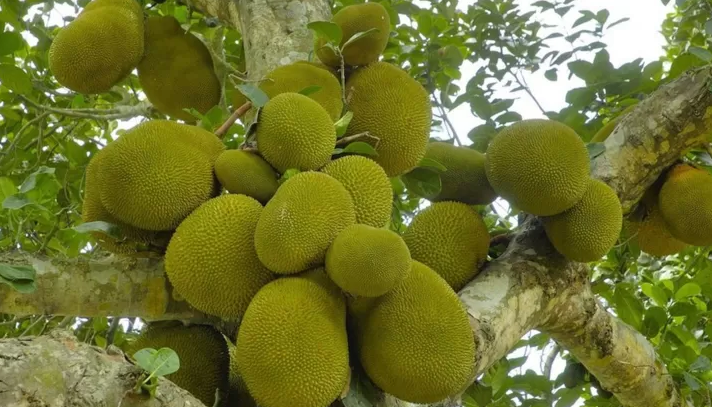 এখনও দুর্দশা কাটেনি, কাঁঠাল খেয়ে বেঁচে আছে শ্রীলংকার ‘লাখ লাখ মানুষ’ - the Bengali Times এখনও দুর্দশা কাটেনি, কাঁঠাল খেয়ে বেঁচে আছে শ্রীলংকার ‘লাখ লাখ মানুষ’ - the Bengali Times