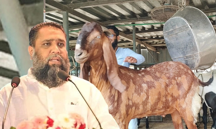 ১৫ লাখের সেই ছাগল মিলল সাভারে, ছিল কাপড়ে মোড়ানো - the Bengali Times ১৫ লাখের সেই ছাগল মিলল সাভারে, ছিল কাপড়ে মোড়ানো - the Bengali Times