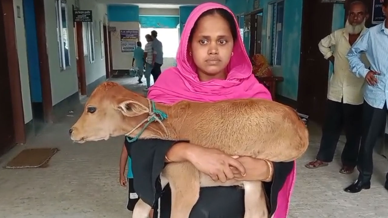 গাভি নিয়ে গেছেন বিএনপি নেতা, বাছুর নিয়ে আদালতে নারগিস - the Bengali Times গাভি নিয়ে গেছেন বিএনপি নেতা, বাছুর নিয়ে আদালতে নারগিস - the Bengali Times