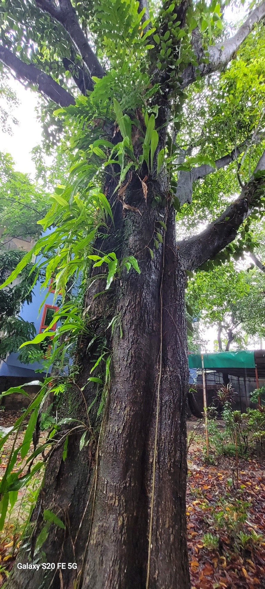 অর্কিড আর ক্যাকটাসের মেলা - the Bengali Times অর্কিড আর ক্যাকটাসের মেলা - the Bengali Times