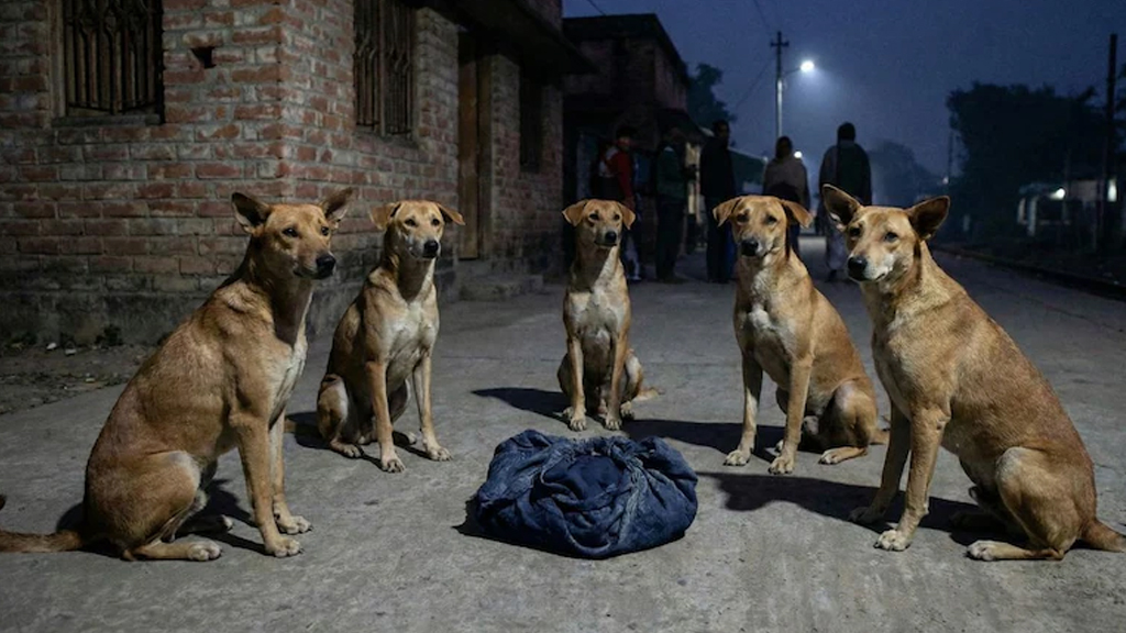 রাস্তায় ফেলে যাওয়া নবজাতককে সারা রাত পাহারা দিল একদল কুকুর - the Bengali Times রাস্তায় ফেলে যাওয়া নবজাতককে সারা রাত পাহারা দিল একদল কুকুর - the Bengali Times