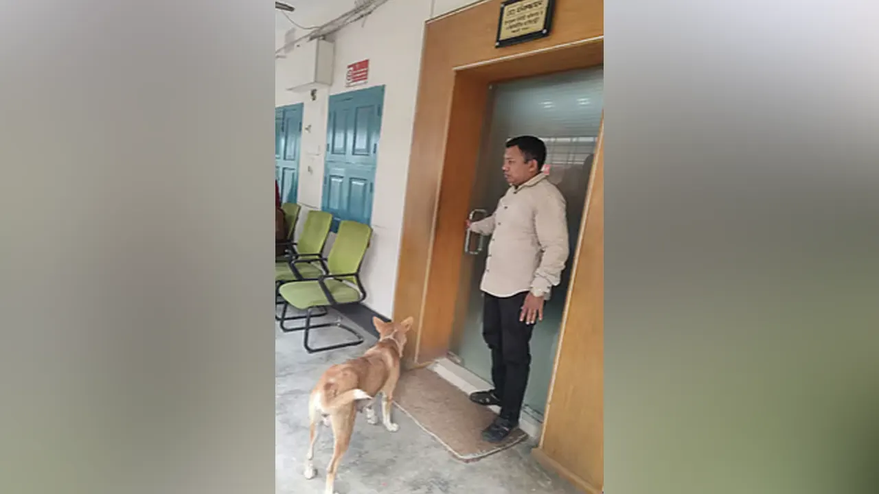 ৮ কুকুরছানাকে হত্যা, ইউএনও কার্যালয়ের সামনে দাঁড়িয়ে মা কুকুর - the Bengali Times ৮ কুকুরছানাকে হত্যা, ইউএনও কার্যালয়ের সামনে দাঁড়িয়ে মা কুকুর - the Bengali Times