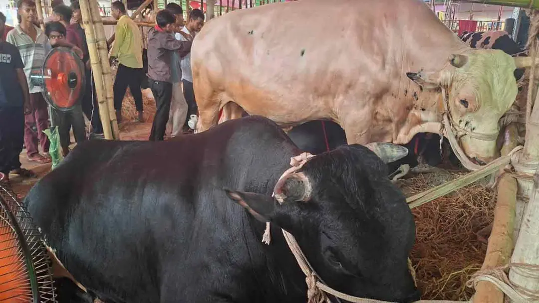 ক্রেতা-দর্শনার্থীদের বাড়তি আকর্ষণ ‘কালা জামাই’ ও ‘সাদা জামাই’ - the Bengali Times