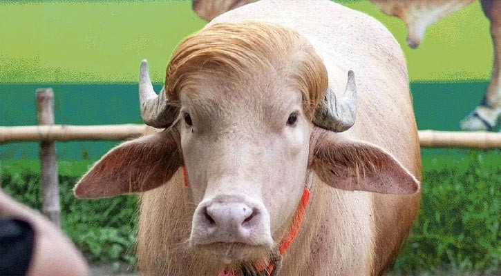 ‘ডোনাল্ড ট্রাম্প’কে দেখতে মানুষের ঢল - the Bengali Times ‘ডোনাল্ড ট্রাম্প’কে দেখতে মানুষের ঢল - the Bengali Times