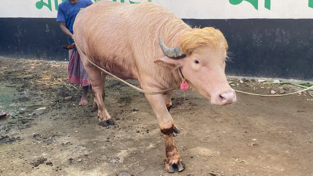 কোরবানির মহিষের নাম ট্রাম্প-নেতানিয়াহু, আন্তর্জাতিক সংবাদমাধ্যমেও হলো প্রতিবেদন - the Bengali Times কোরবানির মহিষের নাম ট্রাম্প-নেতানিয়াহু, আন্তর্জাতিক সংবাদমাধ্যমেও হলো প্রতিবেদন - the Bengali Times