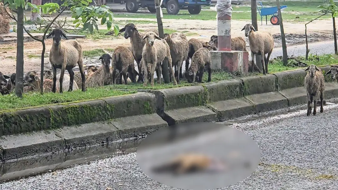 সঙ্গীর মৃত্যু মেনে নিতে পারেনি ভেড়ার দল, রাস্তায় দাঁড়িয়ে রইল দেড় ঘণ্টা - the Bengali Times