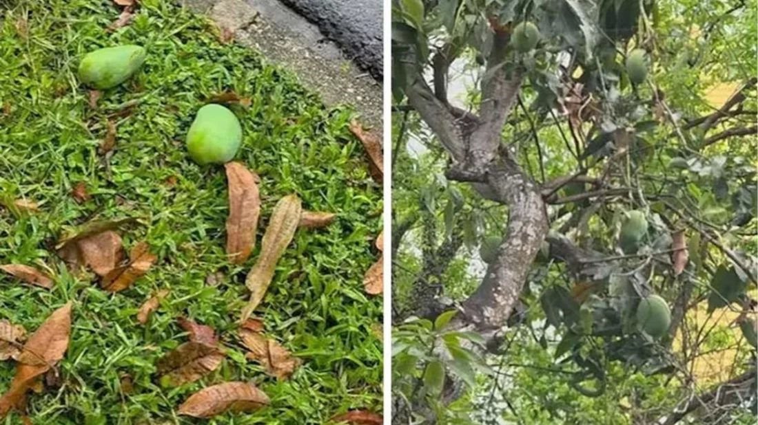 যে দেশে পড়ে থাকা আম কুড়োলেই গুনতে হয় ৫ লাখ টাকা জরিমানা! - the Bengali Times যে দেশে পড়ে থাকা আম কুড়োলেই গুনতে হয় ৫ লাখ টাকা জরিমানা! - the Bengali Times